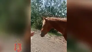 Полиция Железногорска помогла вернуть хозяину сбежавшую лошадь