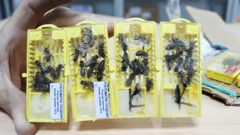 165 живых пчел отправил по почте новосибирец в Томск и Хакасию