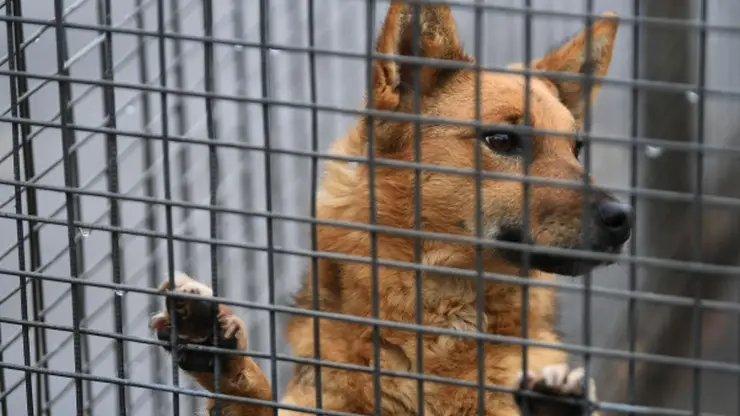 В Омске владелец автомастерской спас от смерти 5 щенков