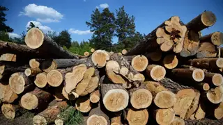 Четверо мужчин из Новосибирска незаконно вырубили лес на 21 млн рублей
