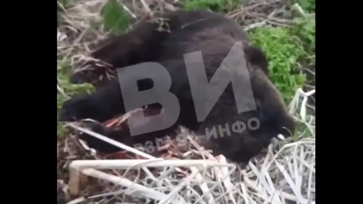 В Курагинском районе застрелили медведя