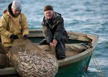Массовая гибель рыбы наблюдается у берегов озёр и рек в Кемеровской области