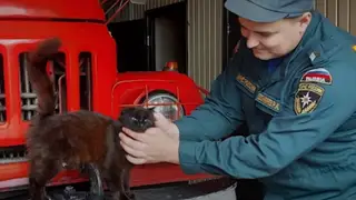Спасенная из огня кошка Мария Пална стала психологом пожарной части в Красноярске