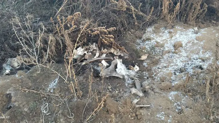 Полиция проводит проверку по факту незаконной свалки останков крупного рогатого скота в Идринском районе