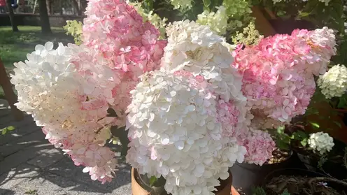 В Центральном районе Красноярска продали за лето 6,5 тысяч цветов