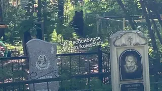 В Лесосибирске на кладбище вышел медведь