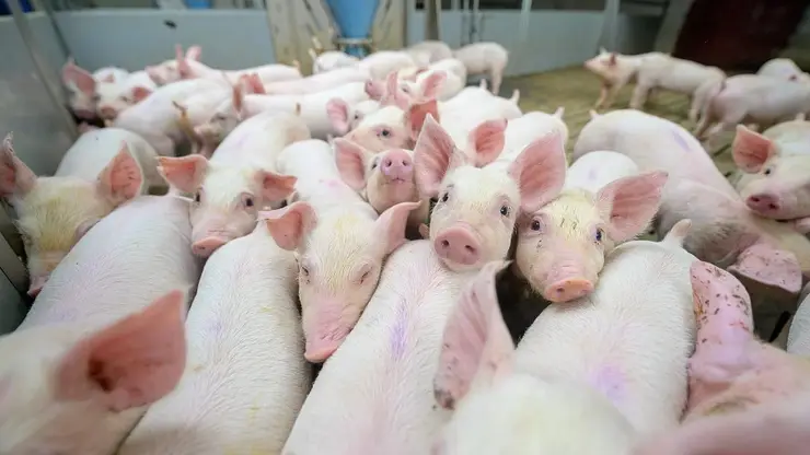 Компания «Сибагро» восстанавливает свинокомплекс в Назаровском районе
