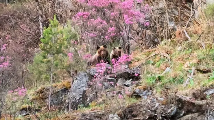 На Алтае заметили медведицу и медвежонка в цветущем маральнике