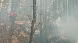 Пожарные Алтайского края на протяжении нескольких дней пытаются потушить лесной пожар