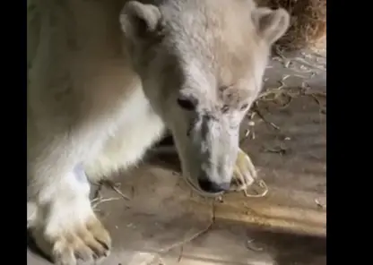 Белый медведь из Красноярского края отошел от наркоза в Московском зоопарке