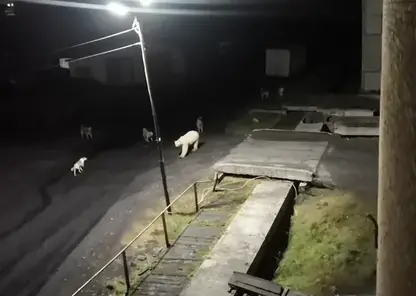 Белый медведь прогулялся по ночным улицам Диксона