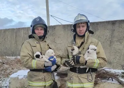 В Красноярском крае пожарные спасли собаку и её щенят