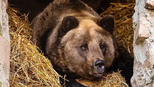 В Красноярске в «Роевом ручье» белые и бурые медведи начали готовиться к зиме