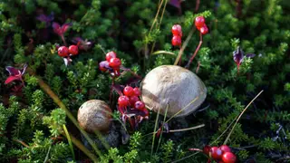 В Ачинске в лесу пропали грибники