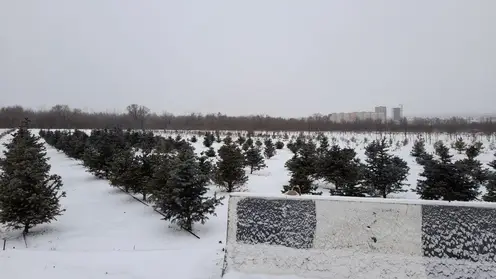 Красноярские депутаты рекомендовали мэрии выделить бюджетные средства на полив деревьев