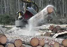 В Красноярском крае для участников СВО и их семей стоимость древесины снизят в 10 раз
