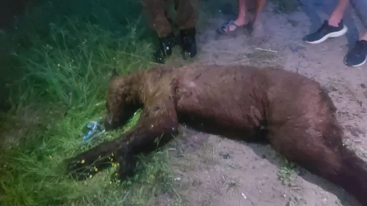 В Лесосибирске был застрелен вышедший к людям медведь 