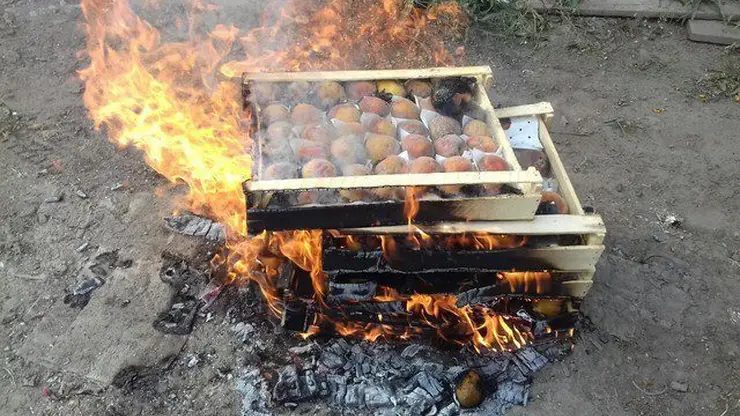Более 8 тонн персиков и нектаринов уничтожили в Красноярске