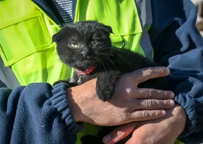В Турции спустя неделю после землетрясения из-под завалов спасли кошку