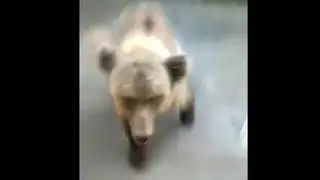 В Курагинском районе медвежонок пристаёт к людям