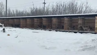 157 новых вольеров для бездомных животных построили в Красноярске за счет городского бюджета