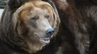 Под Лесосибирском медведь вышел к дачам