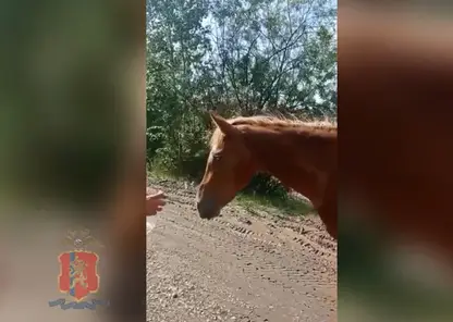 Полиция Железногорска помогла вернуть хозяину сбежавшую лошадь
