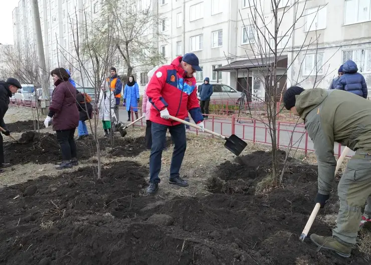 Более 50 тысяч деревьев высадили в Красноярске в 2023 году