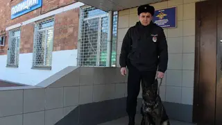 Полицейская собака Вегас помогла раскрыть кражу в Красноярском крае