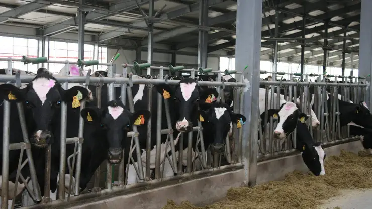 Сельхозпредприятия Красноярского края начнут разводить коров голштинской породы