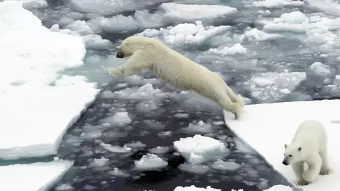 Инспекторы Минэкологии Красноярского края спасают белого медведя
