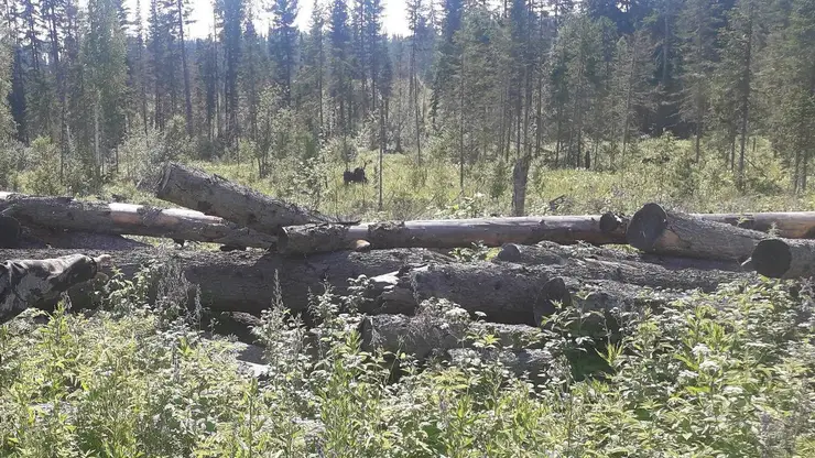 Жительница Красноярского края пойдет под суд по обвинению в незаконной рубке леса на 17 млн рублей