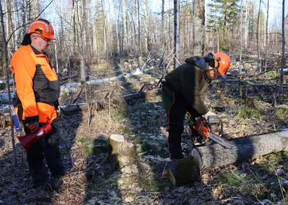 Более 120 сотрудников краевого Лесопожарного центра обучат правильно валить лес