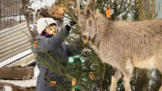Специалисты из зоопарка «Роев ручей» благодарят красноярцев за ёлки