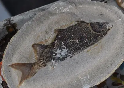В Красноярском крае нашли останки доисторической хищной рыбы