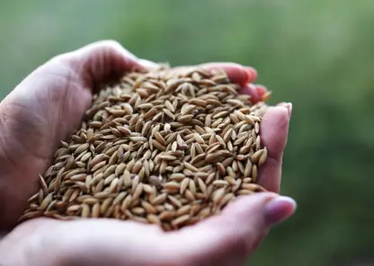 Более 23 тысяч тонн кормового зерна отправлено из Красноярского края в другие регионы России