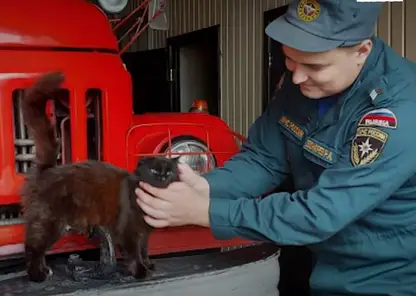 Спасенная из огня кошка Мария Пална стала психологом пожарной части в Красноярске