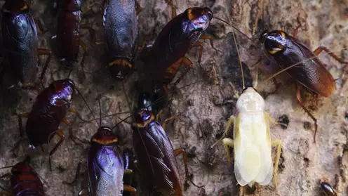 В шарыповской хлебопекарне обнаружили тараканов и мух