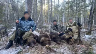 В Иркутской области браконьеры в берлоге убили медведицу и трех медвежат