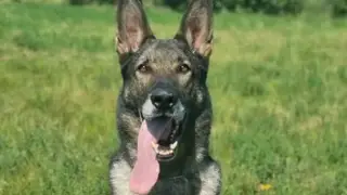 Красноярский полицейский пёс обрёл хозяина