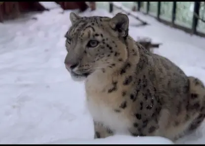 Красноярский зоопарк поделился кадрами с прогулки снежного барса Кисуни