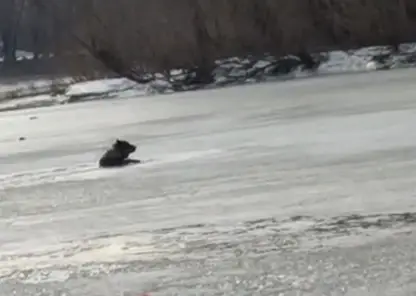 В Новосибирске на реке Обь под лед провалилась собака
