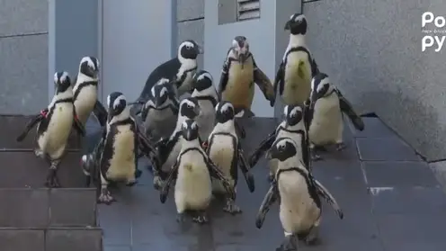 В красноярском “Роевом ручье” пингвины открыли купальный сезон