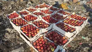 В Красноярске изъяли 570 килограммов яблок