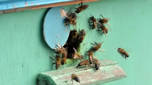 В Боготольском районе суд рассмотрит дело о массовой гибели пчёл