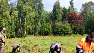 Лесовосстановительные работы стартовали в Алтайском крае