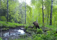 В Красноярске продлили запрет на посещение «Диких Столбов» из-за активности медведей