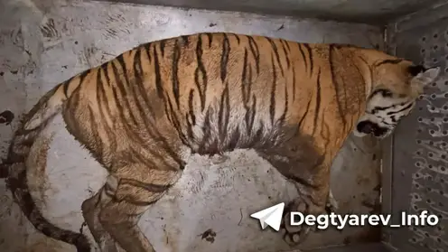 Напавшего на инспектора тигра отловили в Хабаровском крае