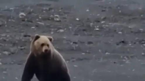 В Норильске застрелили вышедшего к людям медведя