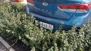 В Красноярске на набережной Качи автомобилисты испортили живую изгородь